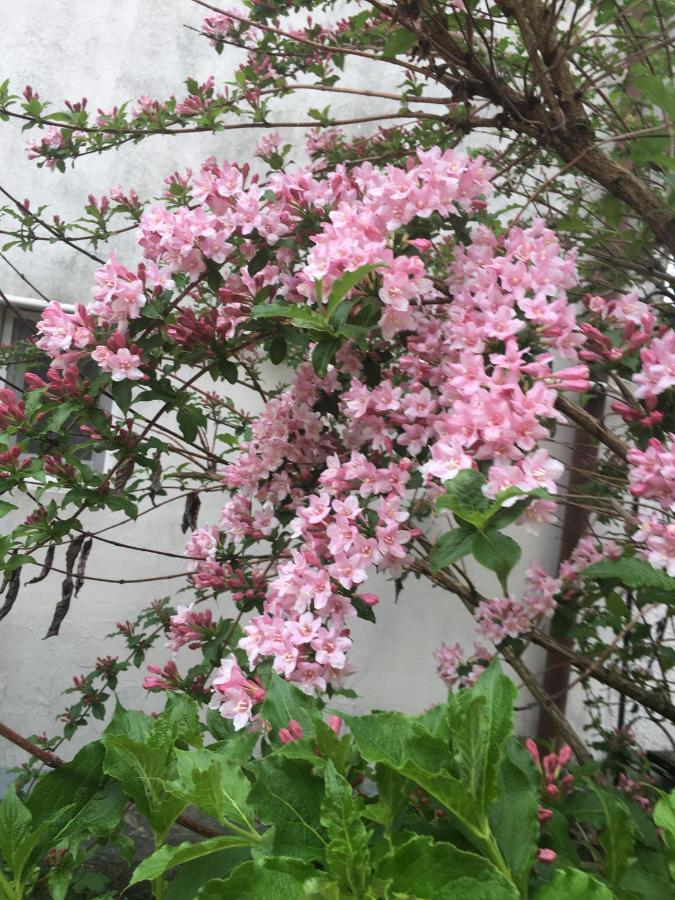 شقة Lavender Hévíz المظهر الخارجي الصورة